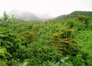Bosque lluvioso tropical