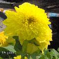 Yellow Mum Flower Bloom