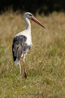 Wildlifefotografie Weißstorch Lippeaue