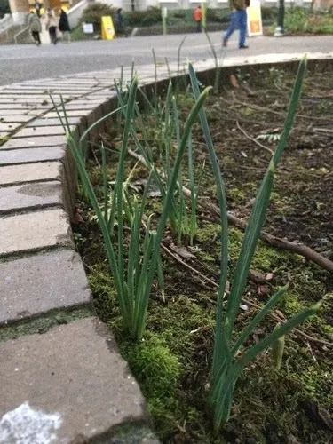 Best Practices for Plant Spacing