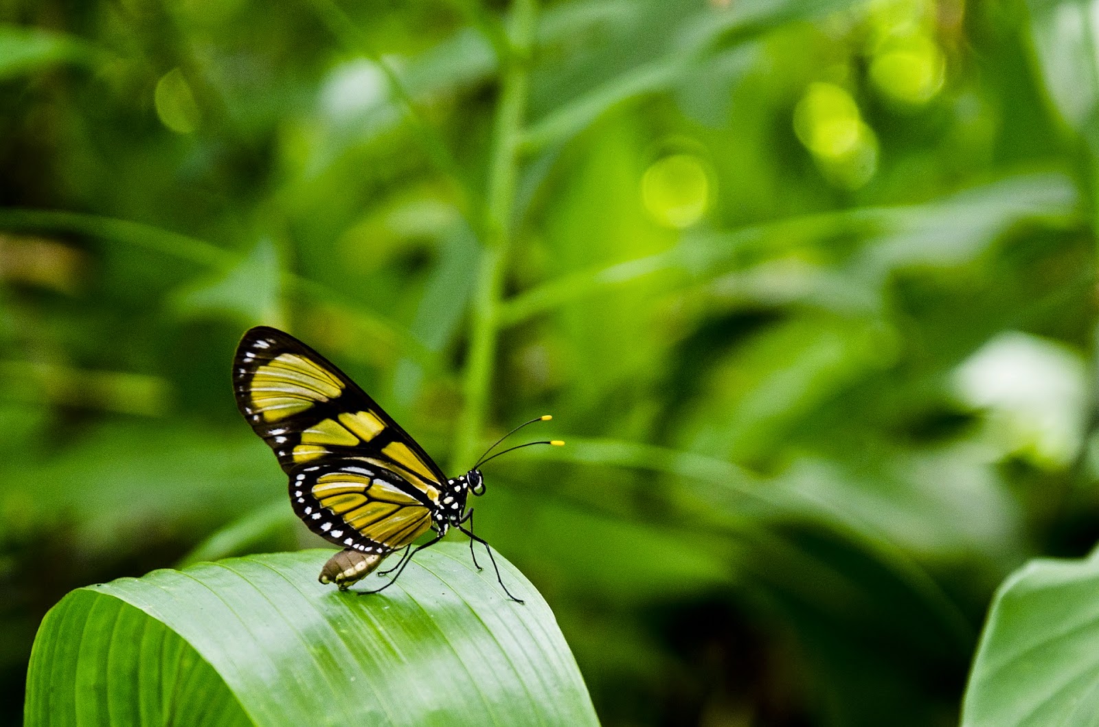  Gestión de la Biodiversidad 