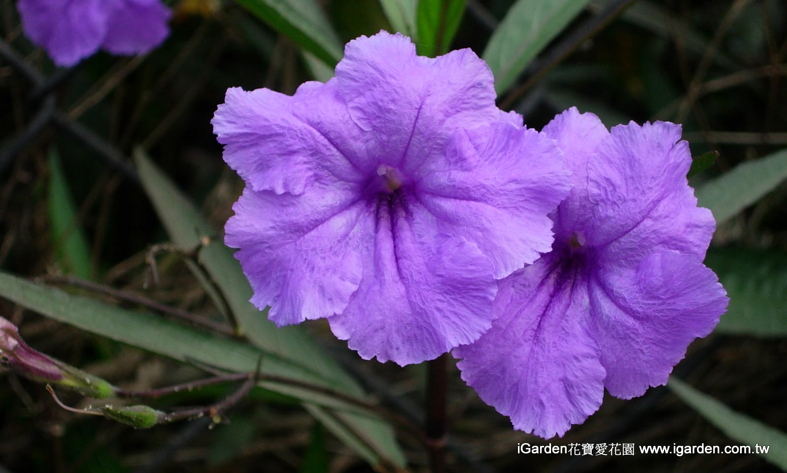 園藝達人栽培術 高質感野花 翠蘆莉 園藝部落格 Igarden 花寶愛花園園藝文摘plus