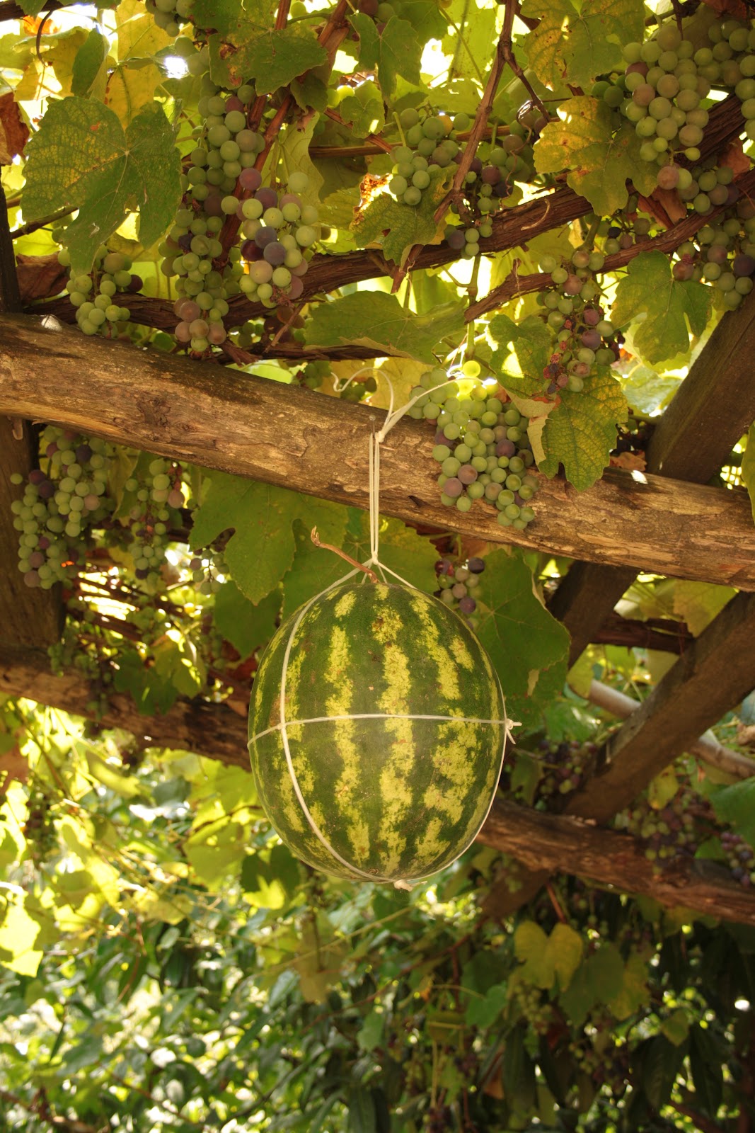 the Old Curiosity Shop: The Best Grape Arbor Decoration ...