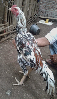 Jual anak ayam Bangkok, anak ayam Bangkok super, jual ayam birma, anakan ayam birma, ternak ayam Bangkok super, ayam Bangkok super, ayam Bangkok jawara, ayam Bangkok istimewa, ayam Bangkok F1, ayam Bangkok bandung, ayam Bangkok Surabaya, ayam Bangkok semarang, ayam Bangkok Jogjakarta, ayam Bangkok Jakarta, ayam Bangkok tangerang, ayam Bangkok serang banten, ayam Bangkok original terbaru 2015