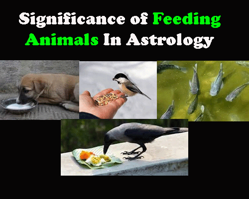 Significance of Feeding Animal In Astrology