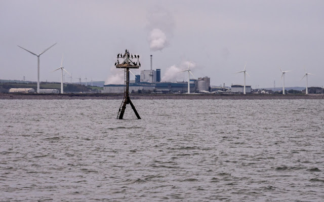 Photo of cormorants on a navigational mark with the Iggesund paperboard factory in the background