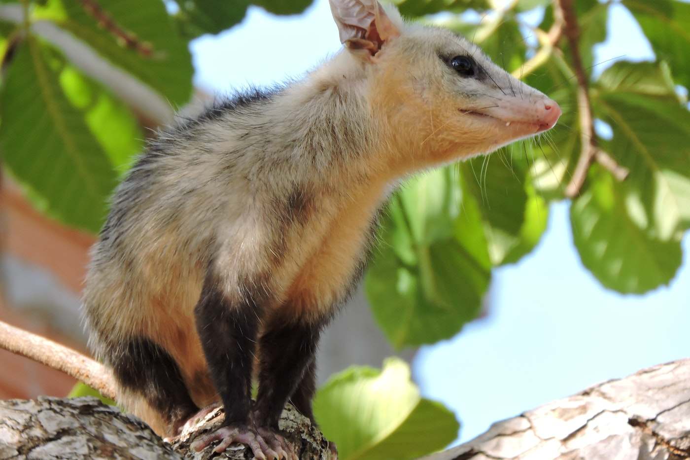 opossum in tree - are opossums endangered