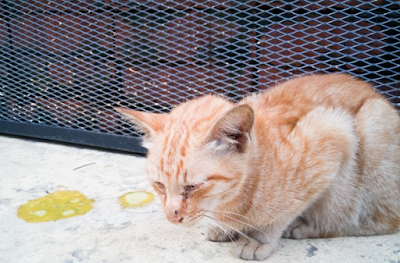 Kenapa Kucing Sering Muntah? Inilah 7 Alasan dan Solusinya