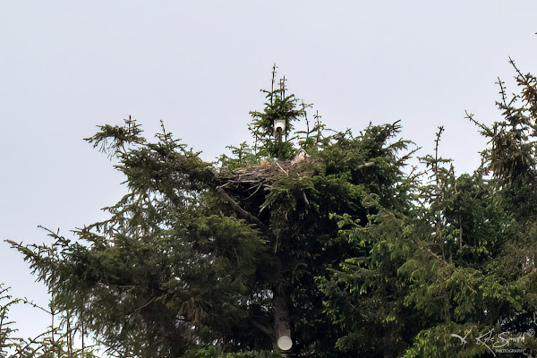 Osprey nest only just visible