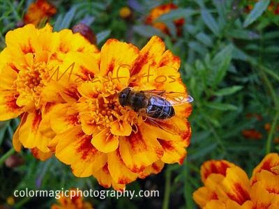 marigolds by eugenia collier quiz questions