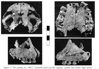 Kimbel the earliest known fossils of humans.