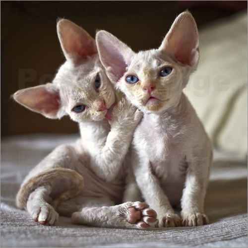 Two amazing White Devon Rex Kitten Picture