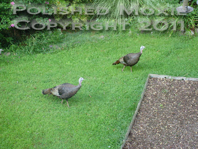 Picture of two wild turkeys