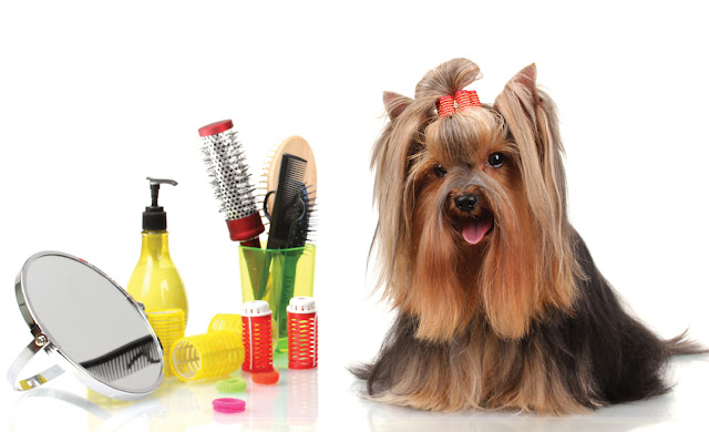 Pet Grooming Farmington Hills