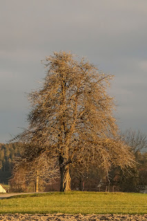 Ein drehwüchsiger Birnbaum in Gerlikon bei Frauenfeld.