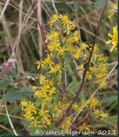 35-golden-rod