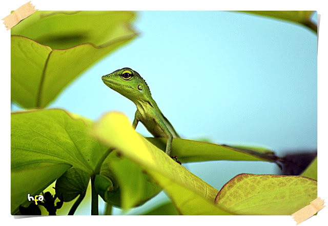 angui, chameleon, mimikri, penyamaran, adaptasi