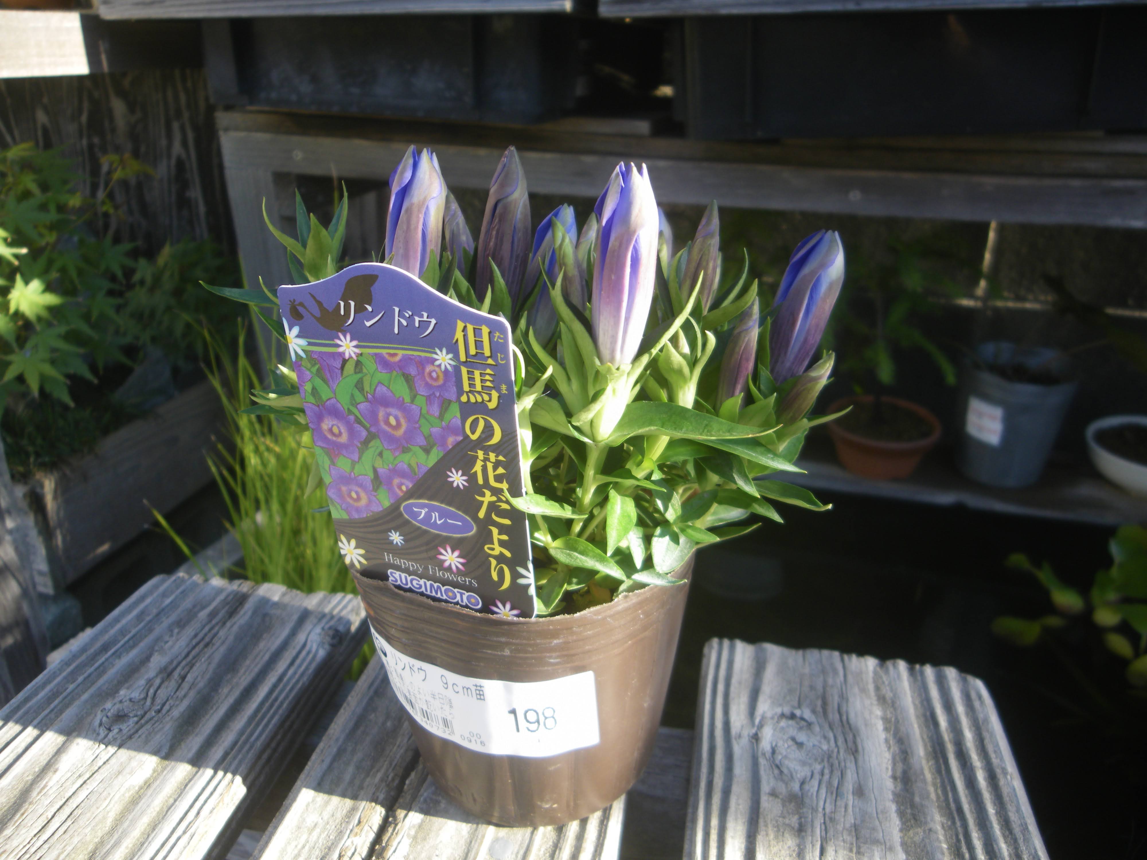 リンドウ 竜胆 の育て方 小さな鉢植えで青紫色の筒状の花を楽しむ メダカの大工
