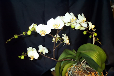 white orchids