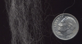 A few Angora fibers compared to a dime.