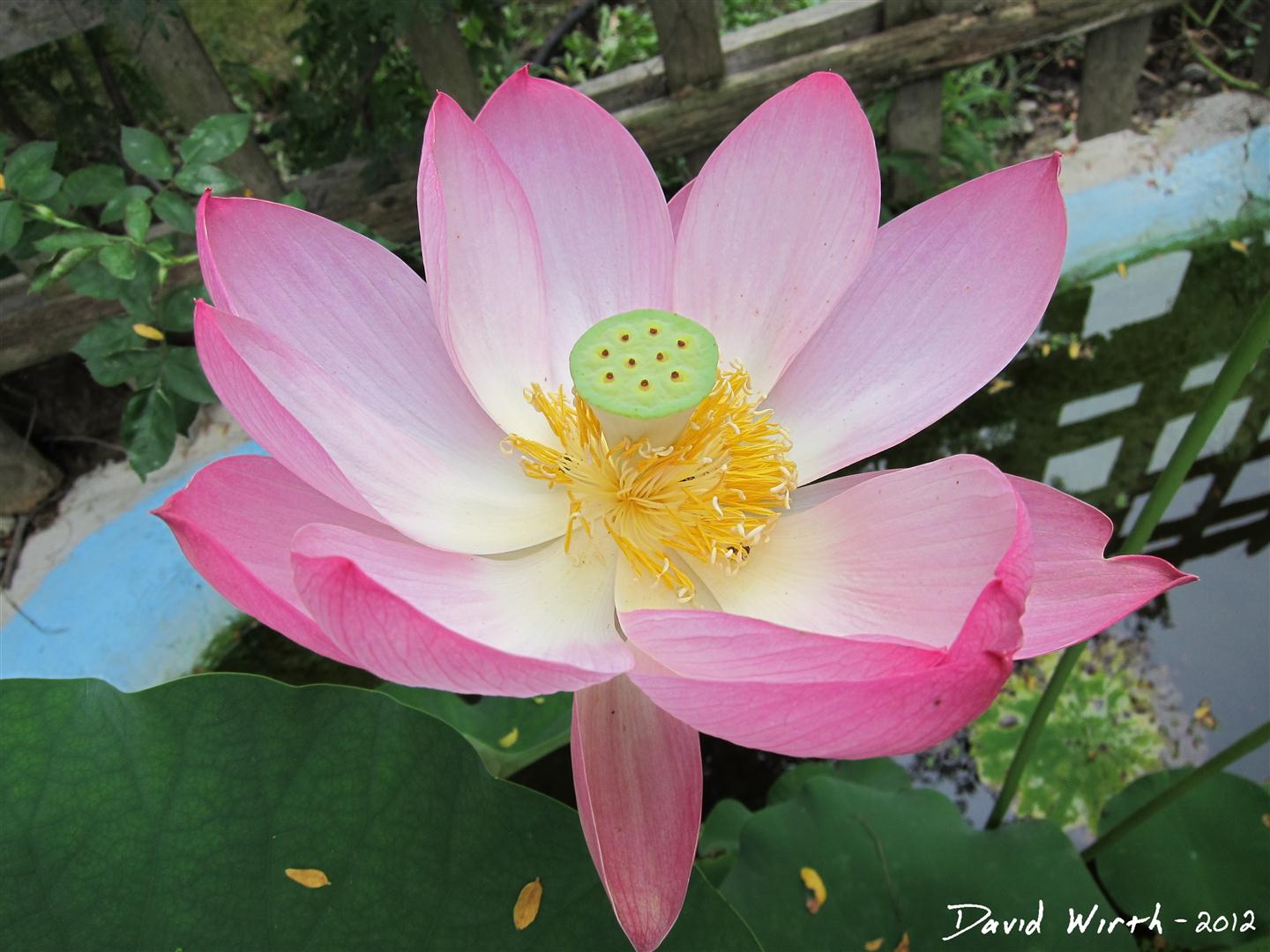 How to Grow a Lotus Plant