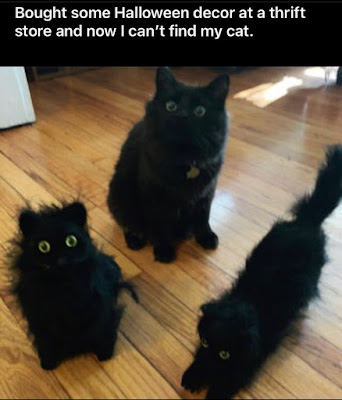 Cursed Cat Images