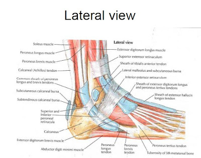 cruciate ligament notch