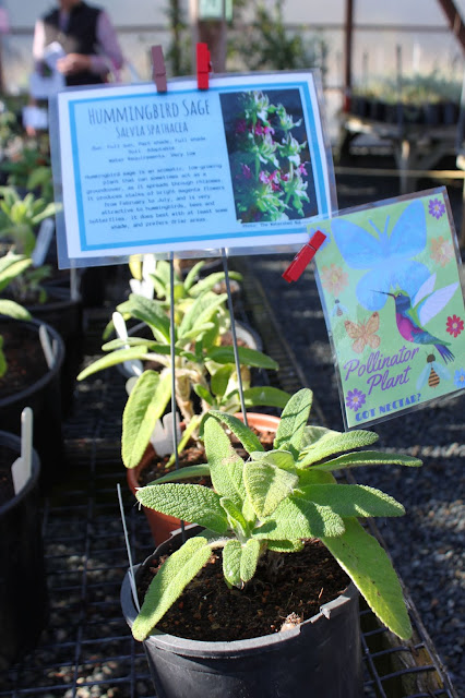 Hummingbird Sage for sale at the San Bruno Mountain Watch plant sale.