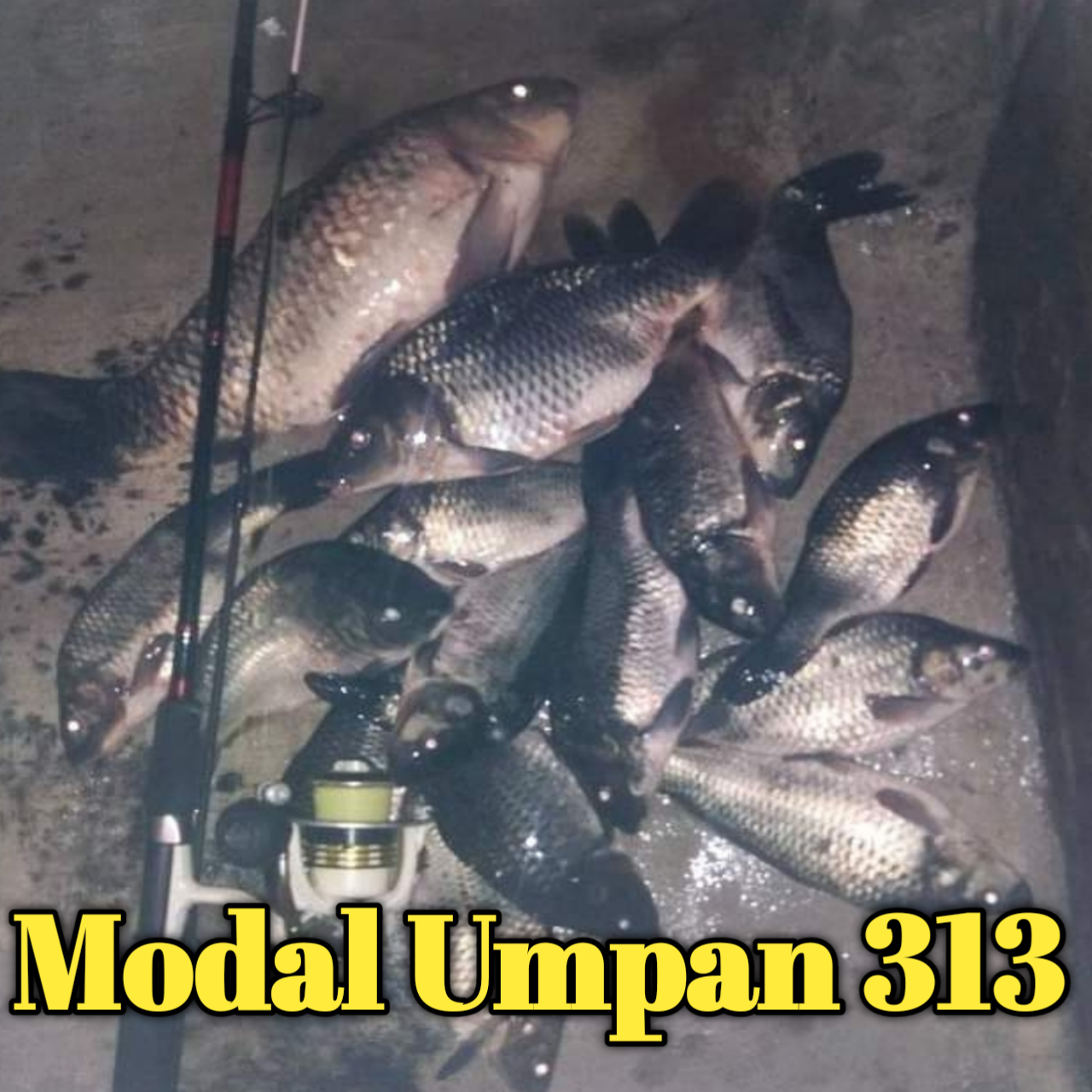 racikan umpan ikan mas pelet 313