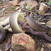 Guarda florestal flagra cobra engolindo canguru na Austrália.