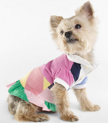 suéter para perros