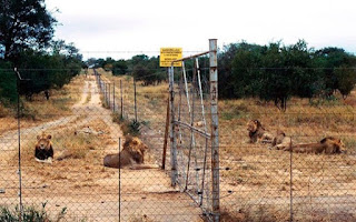 Cerca de 7 mil leões estão confinados em fazendas para animais na África do Su