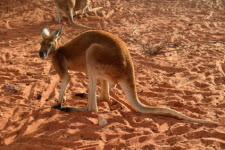 Red Kangaroo