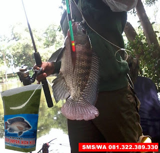 Umpan Pelet Serbuk Paling Mantap Untuk Ikan Nila 