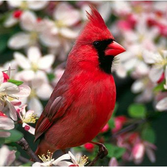 Red Bird