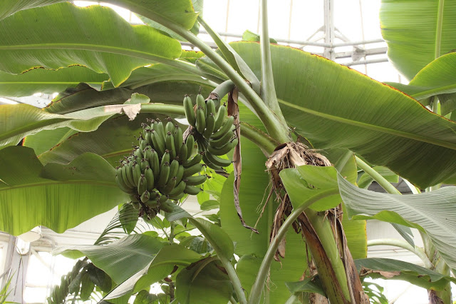 banana tree