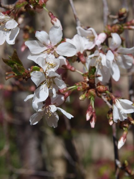 weeping cherry tree leaves. Fountainquot; weeping cherry