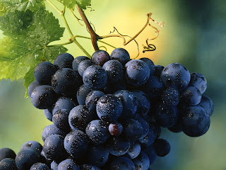 Grapes Fruit Nature HD Wallpaper