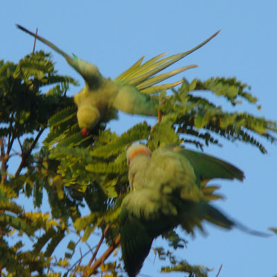 "Rose-ringed parakeets, famed for their vivid colours and energetic personalities, stole the show with their refreshing bath in a dew paradise. "