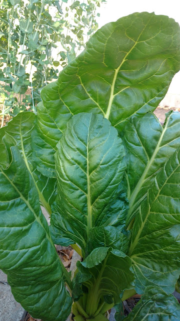 Monster Swiss Chard