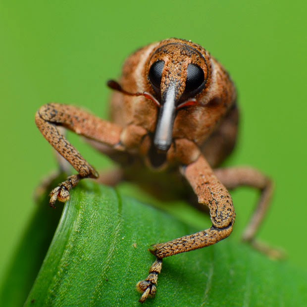  Weevil