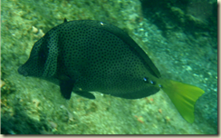 islaIsabelaPC260310