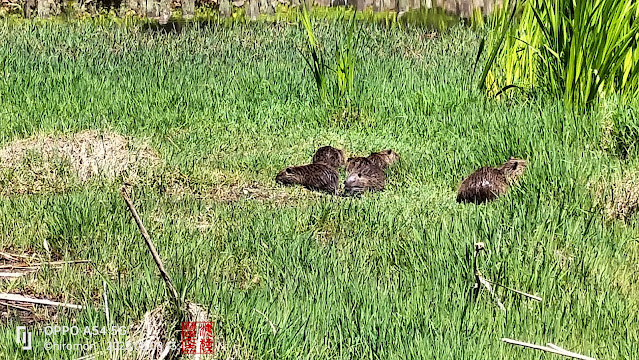 緑ヶ丘公園のヌートリア6匹