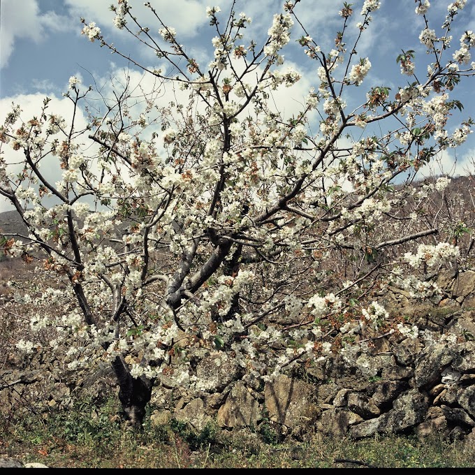 La floración en el Valle del Jerte anuncia la primavera y las mejores cerezas