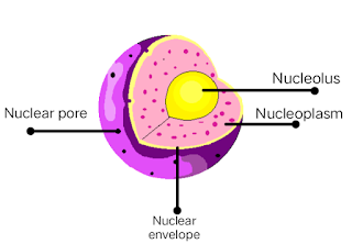 Diagram of Nucleus labelled with its components