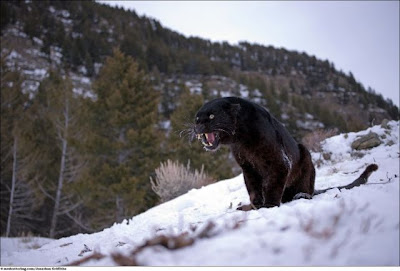 Stunning Close Up Photography Of Wild Animal Seen On www.coolpicturegallery.us