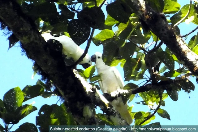 Sulphur-crested Cockatoo (Cacatua galerita)