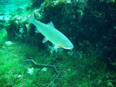 Beautiful Underwater Meadow