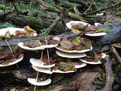 Puszcza Niepołomicka, rezerwat Lipówka, grzyby 2016, grzyby w październiku, grzyby nadrzewne, grzybówki, Mycena, czernidłaki, Coprinus, ziarnówka