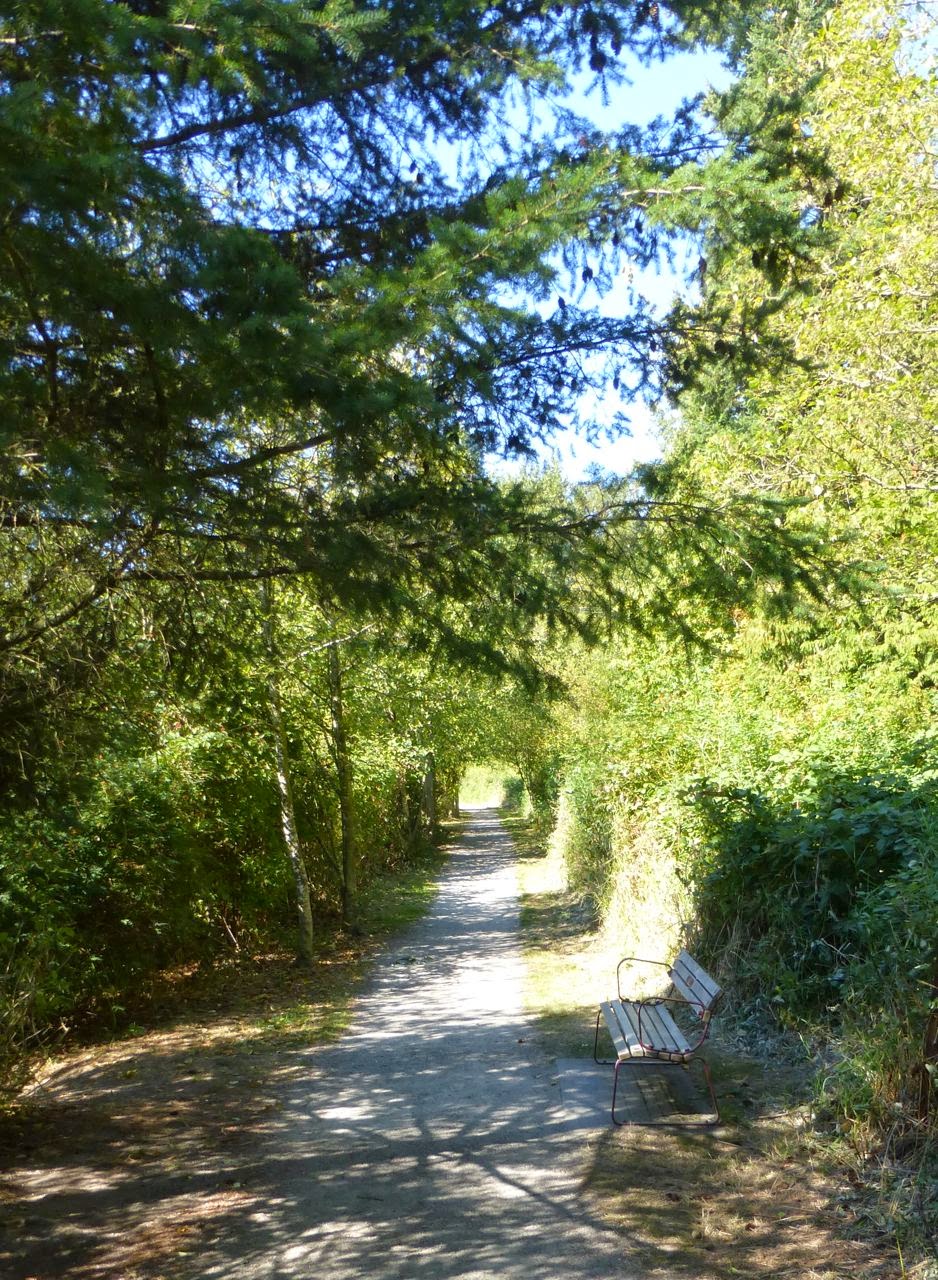 straight path through woods